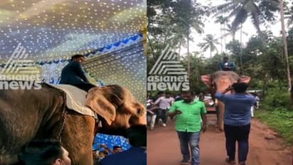 ആനപ്പുറത്തു കയറി വിവാഹത്തിനെത്തി ; വരനെതിരെ കേസ്