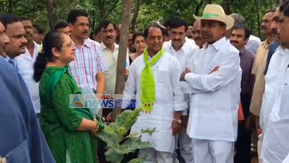 అడవుల పునరుద్దరణకు చర్యలు: కలెక్టర్లకు కేసీఆర్ ఆదేశం