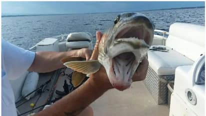 ഒന്നല്ല, ഈ മീനിന് വായ രണ്ട് ; വിശ്വസിച്ചേ മതിയാകൂ ഈ ചിത്രം !