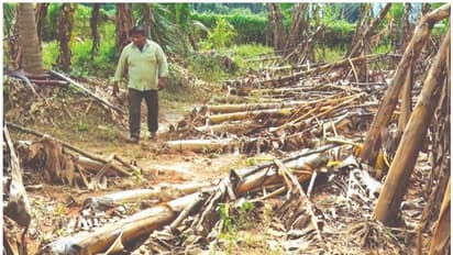 മഴയെടുത്ത വിളകളുമായി കൃഷിഭവനു മുന്നില് യുവകര്ഷകരുടെ കച്ചവടം