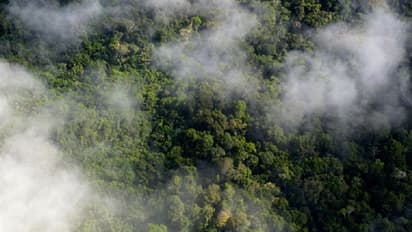 அமேசான் காட்டுக்கு தீ வைத்தது இவரா..? டைட்டானிக் ஹீரோவை "கை" காட்டிய பிரேசில் அதிபர்...!