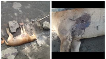 പാലക്കാട് തെരുവുനായ്ക്കൾ കുട്ടത്തോടെ ചത്ത സംഭവം; പൊലീസ് അന്വേഷണം ആരംഭിച്ചു