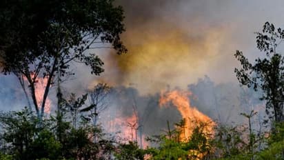 পুড়ছে আমাজন, চলছে প্রতিবাদ, কাঠগড়ায় দক্ষিণপন্থী প্রেসিডেন্ট