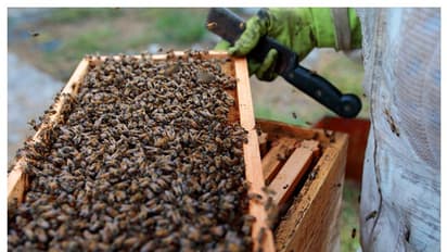Honey Bees Attack: ಹೆಜ್ಜೇನು ದಾಳಿಗೆ ಅಬ​ಕಾರಿ ಇಲಾಖೆಯ ಪೇದೆ ಸಾವು