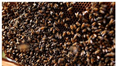 ಇದ್ದಕ್ಕಿದ್ದಂತೆ ಸತ್ತು ಬೀಳುತ್ತಿವೆ ಸಾವಿರಾರು ಸಂಖ್ಯೆಯಲ್ಲಿ ಜೇನು ನೊಣಗಳು