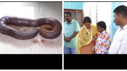 ഇരുതലമൂരി പാമ്പിനെ വിൽക്കാൻ ശ്രമം; സ്ത്രീകൾ ഉൾപ്പടെ നാല് പേർ പിടിയിൽ