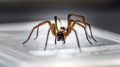 ചെവിയില് അസ്വസ്ഥത; ഡോക്ടര് കണ്ടെത്തിയത് വിഷച്ചിലന്തി