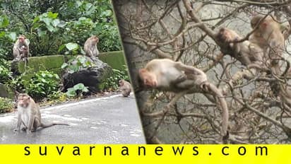 ಚಾರ್ಮಾಡಿ ರಸ್ತೆ ಬಂದ್: ಆಹಾರವಿಲ್ಲದೇ ಮಂಗಗಳ ಪರದಾಟ!