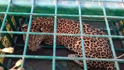 ಚಾಮರಾಜನಗರ: ಗುಂಡ್ಲುಪೇಟೆಯಲ್ಲಿ ಚಿರತೆ ಬೋನಿಗೆ, ದೂರಾಯ್ತು ಆತಂಕ