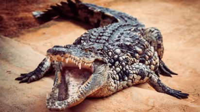 ಭತ್ತದ ಗದ್ದೆಯಲ್ಲಿ ಮೊಸಳೆ ಪ್ರತ್ಯಕ್ಷ: ಎದ್ನೊ ಬಿದ್ನೊ ಅಂತ ಓಡಿದ ರೈತರು!