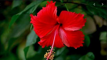 চুলের সৌন্দর্য বাড়িয়ে তুলতে চান! ব্যবহার করুন জবা ফুল