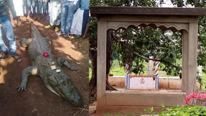 ഛത്തീസ്ഗഡിൽ മുതലയുടെ പേരിൽ ക്ഷേത്രം നിർമ്മിക്കുന്നു