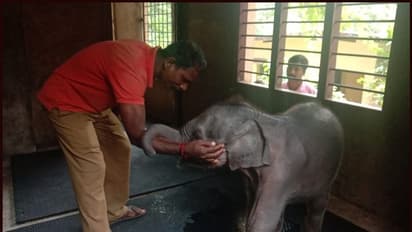 പ്രളയം ഒറ്റപ്പെടുത്തിയ ആനക്കുട്ടി ഇനി ഒറ്റയ്ക്കല്ല; അഭയമായി കോട്ടൂർ ആന പരിപാലന കേന്ദ്രം