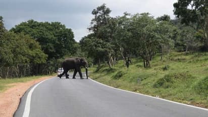 ಬಂಡೀಪುರ ರಾತ್ರಿ ಸಂಚಾರಕ್ಕೆ ಮತ್ತೆ ಕೇರಳ ಸರ್ಕಾರ ಕ್ಯಾತೆ!