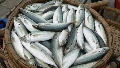 3 ಬಂಗುಡೆಗೆ ನೂರು ರೂ.; ಚಂಡಮಾರುತದ ಎಫೆಕ್ಟ್ಗೆ ಮೀನು ದುಬಾರಿ..!