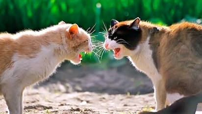 ಅಮೆರಿಕದಲ್ಲಿ 2 ಸಾಕು ಬೆಕ್ಕುಗಳಿಗೆ ಕೊರೋನಾ ಪಾಸಿಟಿವ್!