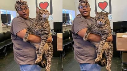 12 ಕೆ.ಜಿ. ತೂಕದ ದಢೂತಿ ಬೆಕ್ಕು!