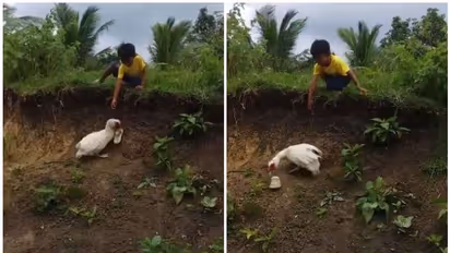 'വീണാലും തളരില്ല', ഒടുവില്‍ ചെരുപ്പ് എടുത്ത് നല്‍കി താറാവ്; വൈറല്‍ വീഡിയോ