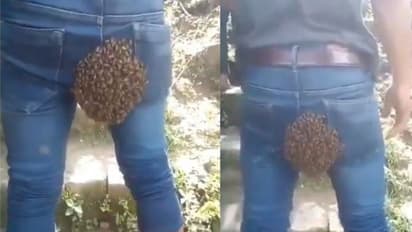 जब मधुमक्खियों ने बनाया ऐसी जगह छत्ता