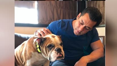 আজ বিশ্ব সারমেয় দিবস! জেনে নিন, কোন কোন বলি-টলি তারকা মজেছেন এই পোষ্যে