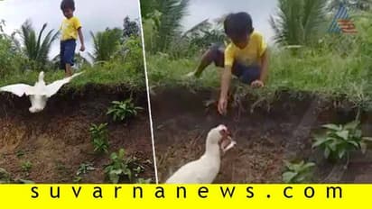 ಬಾಲಕನಿಗೆ ಚಪ್ಪಲಿ ಎತ್ತಿಕೊಟ್ಟ 'ಸ್ಮಾರ್ಟ್' ಬಾತುಕೋಳಿ: ವಿಡಿಯೋಗೆ ನೆಟ್ಟಿಗರು ಫುಲ್ ಫಿದಾ!