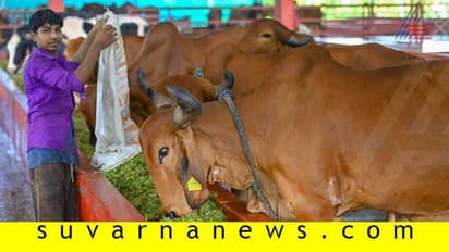 ವಿಜಯಪುರದಲ್ಲಿ ಸಿದ್ಧೇಶ್ವರ ಶ್ರೀಗಳ ಜಾತ್ರೆ: ಗಮನ ಸೆಳೆದ ಹಳ್ಳಿ ಕಾರ್ ರಾಸುಗಳು