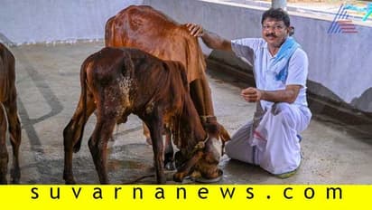 60 ಹಸು, 1000 ಲೀ ಹಾಲು;ಹಸು ಸಾಕಿದರೆ ಲಾಭವುಂಟು!