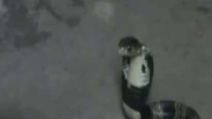 బాలుడిని కాటేసి.. గిలగిలా కొట్టుకొని చచ్చిన పాము