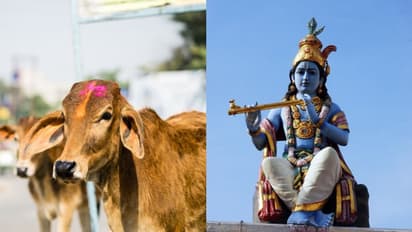 ভগবান শ্রীকৃষ্ণের কায়দায় বাঁশি বাজালেই গরু বেশি দুধ দেয়, দাবি বিজেপি বিধায়কের