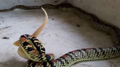 यही सांप है भगवान शिव के गले का कंठहार, उम्र है 900 साल?