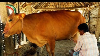 ಹೈನುಗಾರಿಕೆಗೆ ಮಾರಕವಾಗುತ್ತಾ ಕೇಂದ್ರ ಯೋಜನೆ?