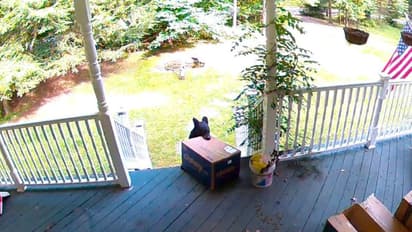 जब भालू कुत्ते के खाने का पैकेट चुरा कर भागा