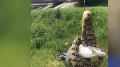 చేపకు గాలం వేస్తే.... గుండె ఆగినంత పనైంది(వీడియో)