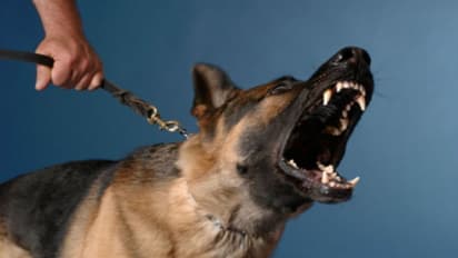 വീല്ചെയറിലിരുന്ന 51കാരിയെ കടിച്ച് കീറി നായകള്; ചെവി അറ്റുപോയി, കൈ ഒടിഞ്ഞു, ഗുരുതര പരിക്ക്