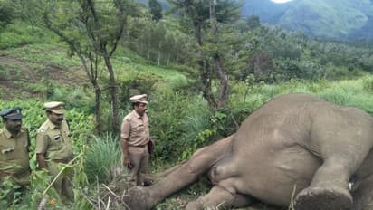 ചിന്നക്കനാലിൽ കാട്ടാനയെ ചരിഞ്ഞ നിലയിൽ കണ്ടെത്തി