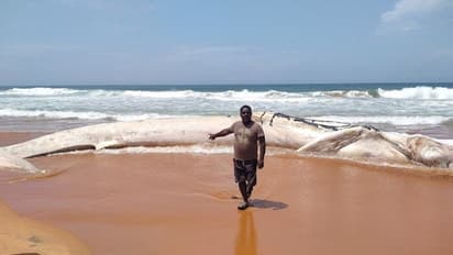 വലിയവേളി തീരത്ത് ഭീമൻ തിമിംഗലത്തിന്റെ ജഡം അടിഞ്ഞു