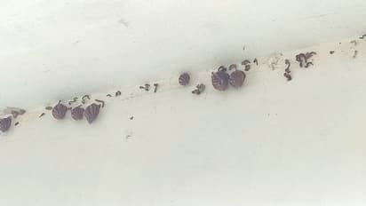 സ്റ്റേഷൻ കൈയ്യടക്കി ആഫ്രിക്കൻ ഒച്ച്; പൊറുതിമുട്ടി പൊലീസുകാർ