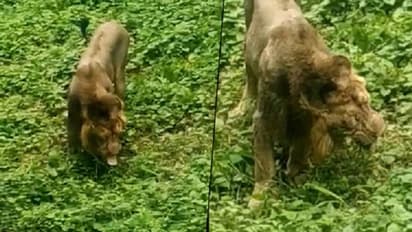 Viral video: Lion eats grass in Gujarat’s Gir forest; see what happens next