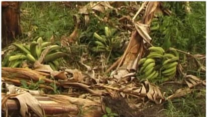 വിളനാശവും വിലയിടിച്ചിലും; ഹൈറേഞ്ചിലെ വാഴക്കര്ഷകര് ദുരിതത്തില്