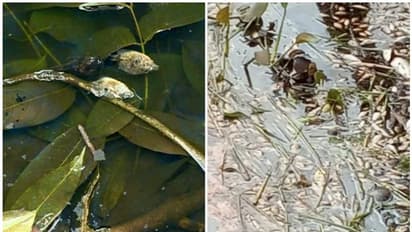 നെല്പ്പാടങ്ങള്ക്ക് സമീപം മീനുകള് ചത്തുപൊങ്ങുന്നു; മലിനജലവും രോഗങ്ങളും മൂലം വലഞ്ഞ് ചമ്പക്കുളത്തുകാര്