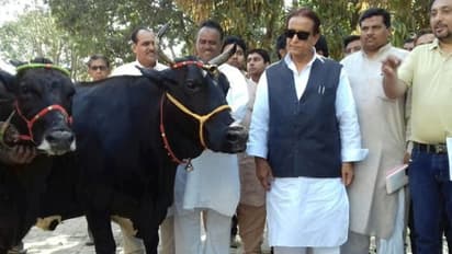 ఎంపీ అజమ్ ఖాన్ కి షాక్.. గేదె దొంగలించారంటూ కేసు