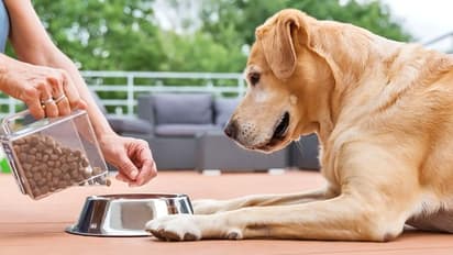 ನಾಯಿ ಸಾಕೋದ್ರಿಂದ ಹೃದಯ ಆರೋಗ್ಯವಾಗಿ ಇರುತ್ತಂತೆ!