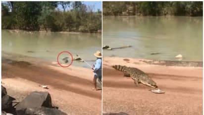 സഞ്ചാരികള് പുഴയില് നിന്ന് പിടിച്ച മീനിനെ ചൂണ്ടയില് നിന്ന് കടിച്ചെടുത്ത് മുതല; വീഡിയോ