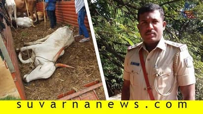 33 ಗೋವುಗಳನ್ನು ರಕ್ಷಿಸಿದ ಪಿಎಸ್ ಐ ಮುರಳಿ ನೇತೃತ್ವದ ತಂಡ!
