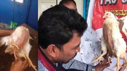 ಚಿಕ್ಕಮಗಳೂರು : ಚಿಕನ್ ಅಂಗಡಿಯಲ್ಲೊಂದು ವಿಶೇಷ ಕೋಳಿ