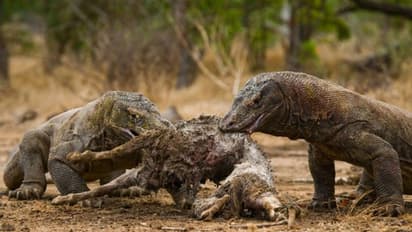 मात्र 4 महीने बाद बंद हो जाएगी ये जगह, जहरीली छिपकलियों के लिए है बदनाम