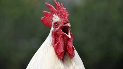 വളര്‍ത്തുകോഴി കൊത്തി; ഞരമ്പ് മുറിഞ്ഞ് വൃദ്ധയ്ക്ക് ദാരുണാന്ത്യം