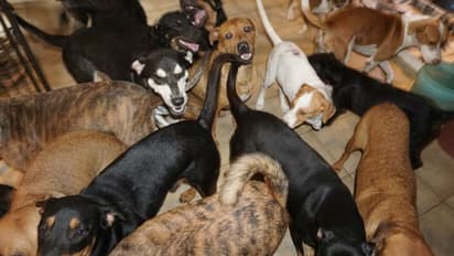 വീട്ടിനകത്ത് 97 തെരുവുപട്ടികള്‍; ബെഡ്‌റൂമില്‍ 79 എണ്ണം...