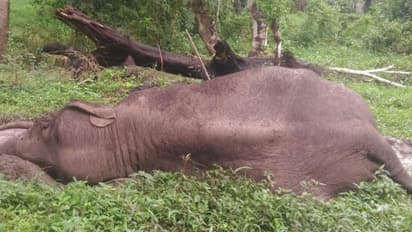 ಕೊಡಗು : ಅನಾರೋಗ್ಯದಿಂದ ನರಳುತ್ತಿರುವ ಕಾಡಾನೆ ಬಗ್ಗೆ ಅರಣ್ಯ ಇಲಾಖೆ ನಿರ್ಲಕ್ಷ್ಯ