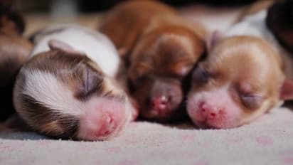 Dogs to cats, best pet adoption and animal shelters in Bengaluru